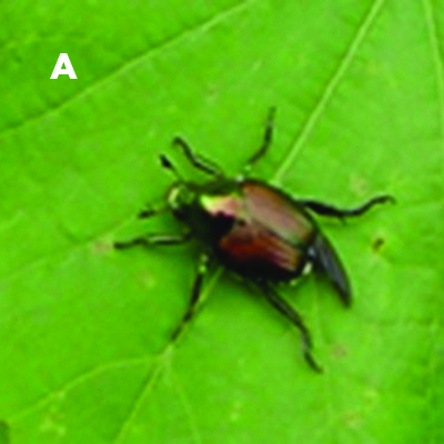 Fig. 05A: Photograph of an adult Japanese beetle.
